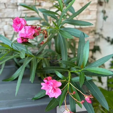 Modern House Luna With Pool Willa