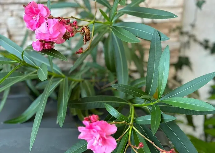 Modern House Luna With Pool Vila